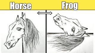 Information How to draw horse and frog illusion | very easy !! Find the hidden frog Update