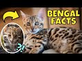 14 facts about bengal cats 2 is controversial