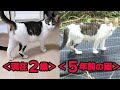現在2歳のはずの猫が5年前に存在していた? 保護猫メイの世にも奇妙な物語