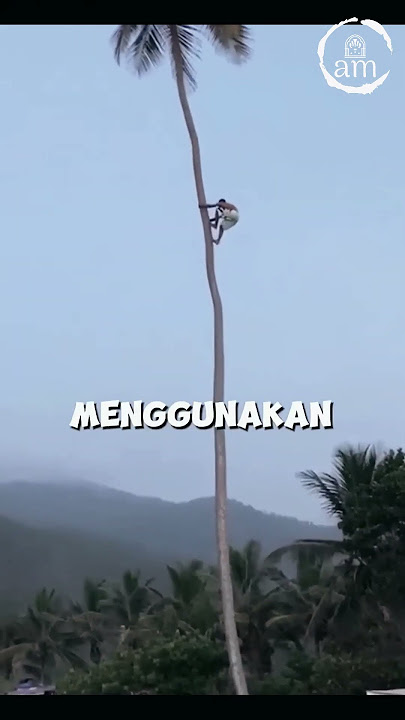 Amazing,,,Pemetik kelapa yang pemberani