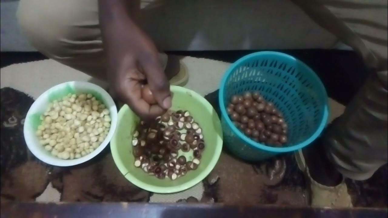 Macadamia nuts processing at home YouTube