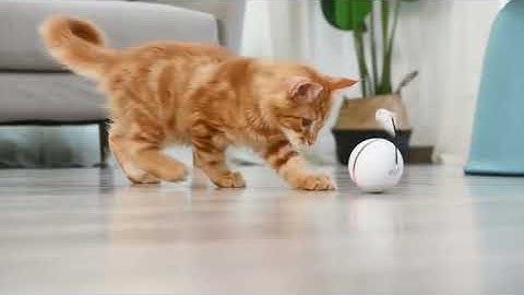 Gerayes Ball05# Cat Toys, Build-in Catnip and Spinning Color Led Light, with Feather/Bells