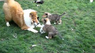 Rough Collie Puppies