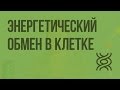 Энергетический обмен в клетке. Видеоурок по биологии 10 класс