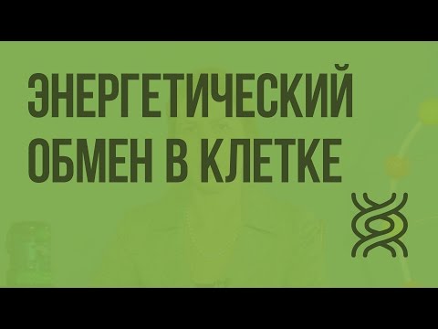 Энергетический обмен видеоурок 10 класс