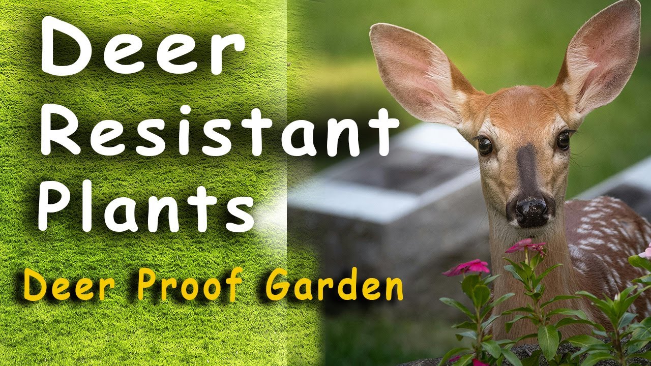14 Best Deer Resistant Plants and Shrubs That Repels Deer from Your ...