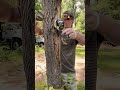 ASMR Giving A Tree A Massage Asmr ASMR Giving A Tree A Massage Asmr