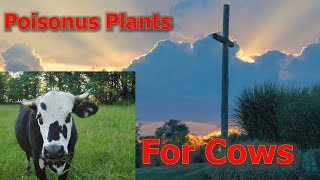 Can Your Pasture Kill Your Cows?
