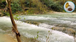 Soothing noise of a mountain river and birdsong to relieve stress and tension.