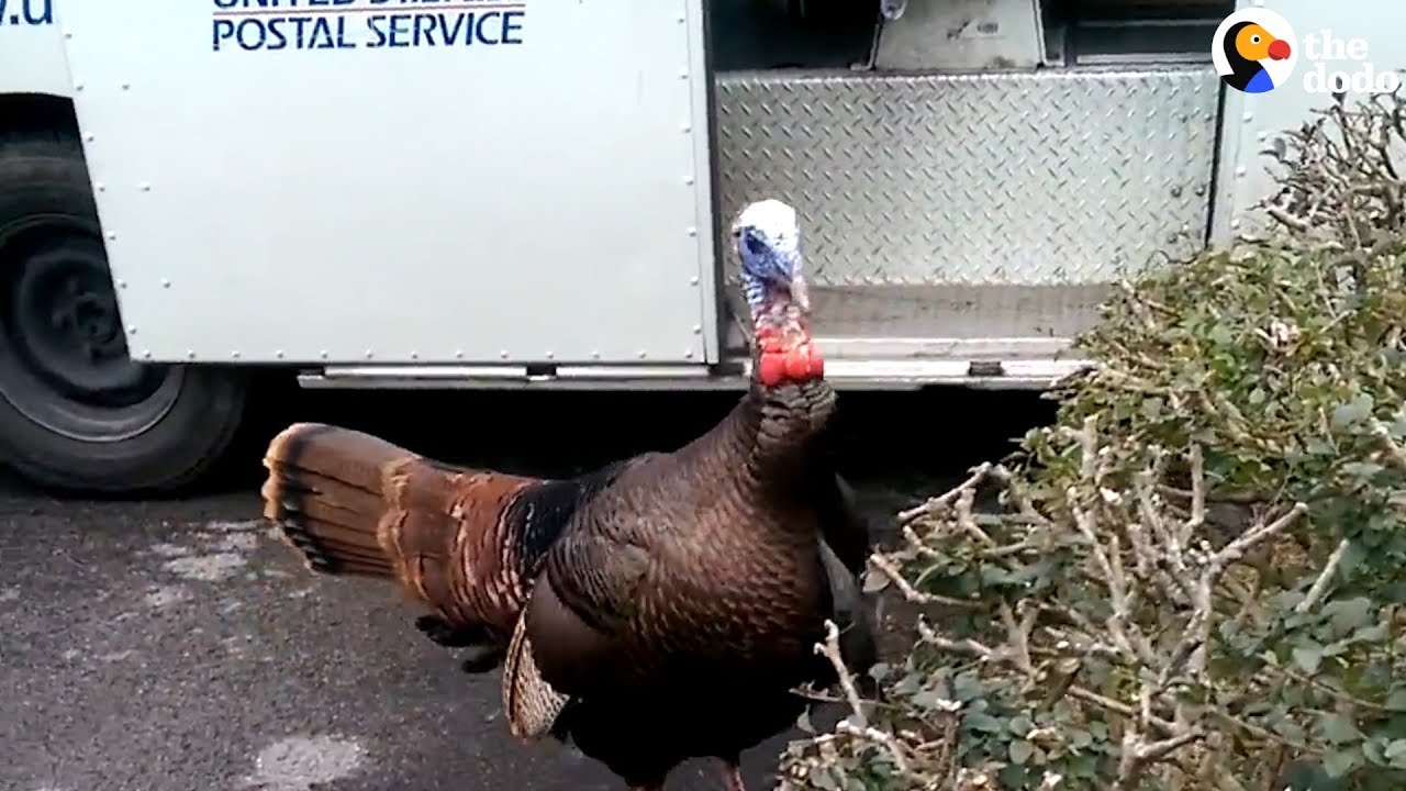 Postal carriers say aggressive wild turkeys have prevented mail delivery in Cleveland suburb