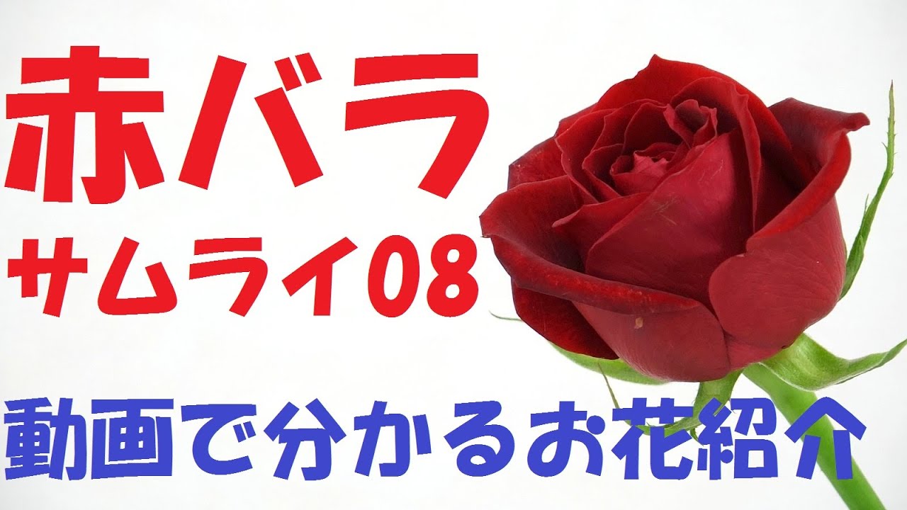 赤バラ サムライ08 の紹介 見てるだけ 動画で覚えられる花の名前 Introduction Of The Flower Red Roses Youtube