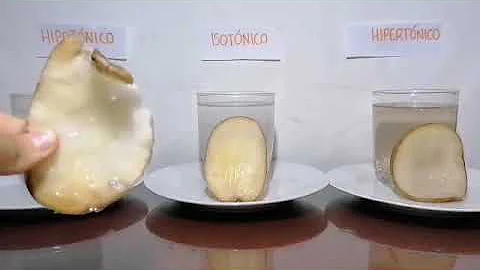 ¿Qué ocurre cuando se sumerge una rodaja de patatas crudas en agua con sal?