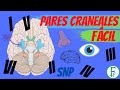 PARES CRANEALES FACIL | PARTE 1 | Sistema nervioso Periférico | Neuroanatomía