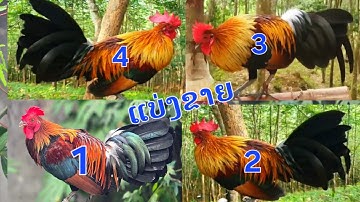 qaib dib f2 f3 qua zoo heev nyiam noog tau