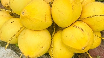 Kỹ thuật chặt dừa hái dừa của ông anh 11