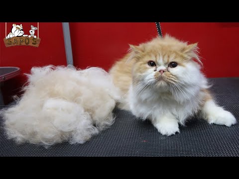 Video: Cómo Recortar Un Gato Persa