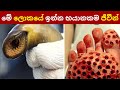 ලොව බිහිසුණුම සතුන් 7ක් මෙන්න | 7 Most Dangerous Creatures | Sinhala