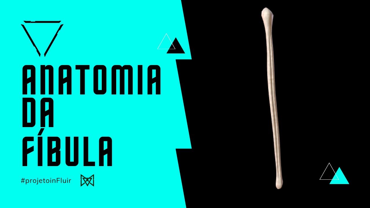Anatomia da Fíbula - YouTube