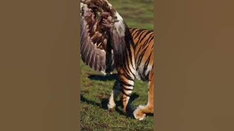 Ai Generated Fusion Batch (a new one)