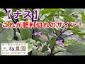 【なす】花を見れば肥料切れを判断することが出来ます。NO486(2022.6.27)