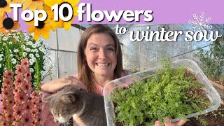 Download Lagu 10 best flowers to Winter Sow + BONUS flowers (Beginner friendly!) MP3