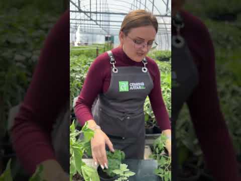 Томаты! Такие разные! #сад #дача #огород #семенаалтая