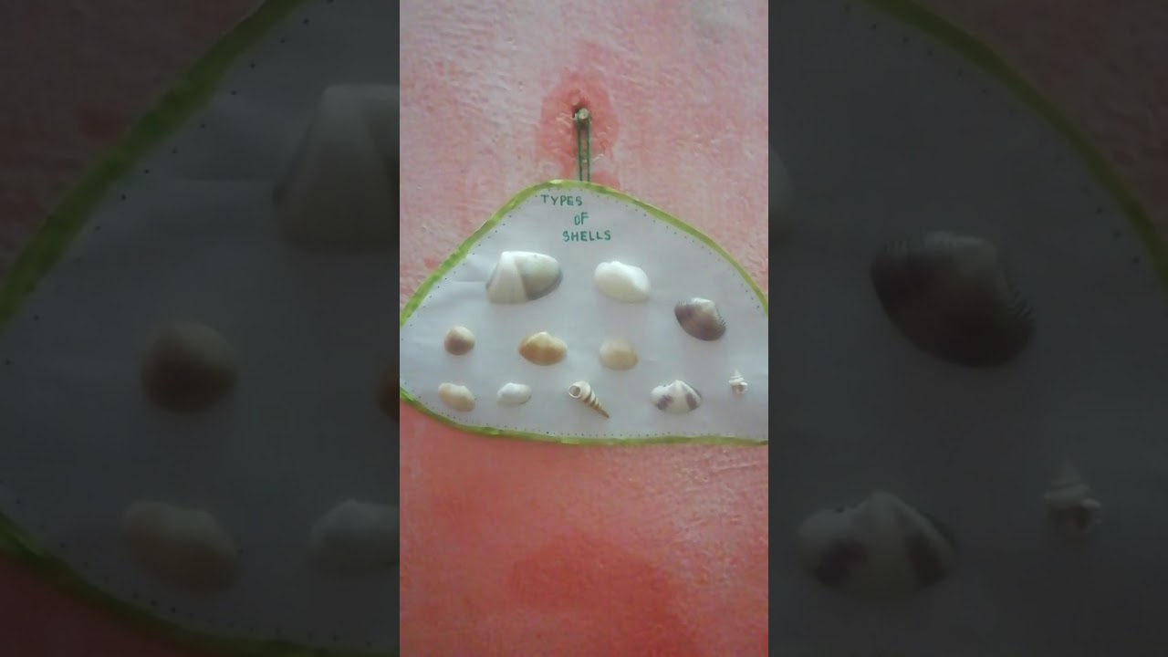 My Shell collections 🙂 || Swot SD