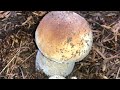 เก็บเห็ดเผิ้งหวานเจอฝรั่งในป่ามาช่วยฝรั่งเก็บเห็ดด้วยกันค่ะ# picking porcini mushrooms #24/9/20.