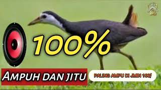 Burung wak wak paling ampu usus untuk malam hari atau siang hari di jamin 100 prsen pasti datang