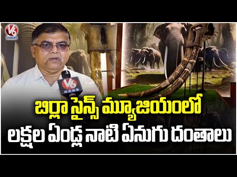 Birla Science Museum Showcases Elephant Tusks from Millions of Years Ago | V6 News - V6NEWSTELUGU