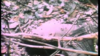 The Unknown Soldier-The Doors-( Video)