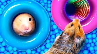 Hamster Escapes The Blue Balls Maze In Real Life