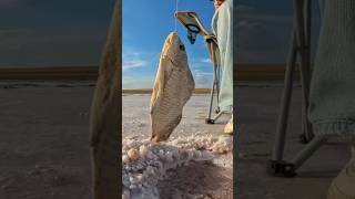 Астраханская рыбалка на соленом озере #вобла #спининг #соленаявобла #лето
