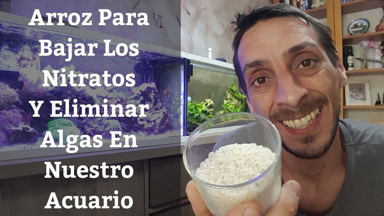 🔵 Usar Arroz En El Acuario Para Bajar Los Nitratos Y Eliminar  Algas De Nuestra Pecera (Acuarios MB)