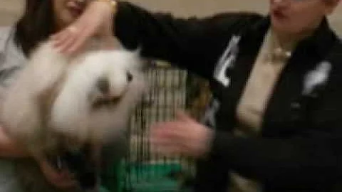 Watch the video about TICA TCC CAT SHOW 20-21/March/2009' in JAPAN