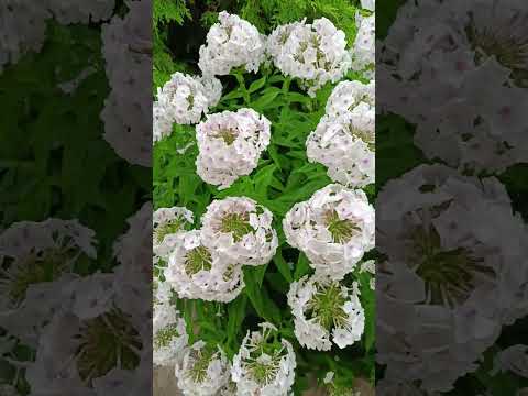 Phlox flowers in