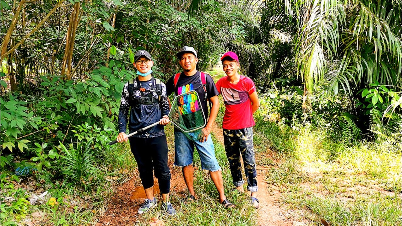 Sauk ikan laga kampung//wild betta imbellis Malaysia.Bersama syakir Mesman dan ejam.