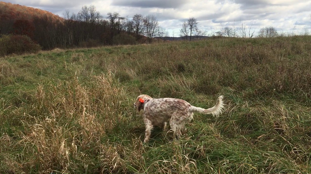 English Setter Pointing Training YouTube