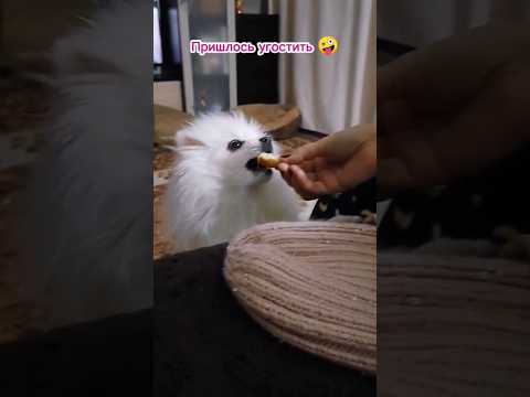 Впервые ест яблоко 🍏🐶 #dog #funnymoments #cutedog #funnydogs #шпиц #собака #animals #dogs #doglover