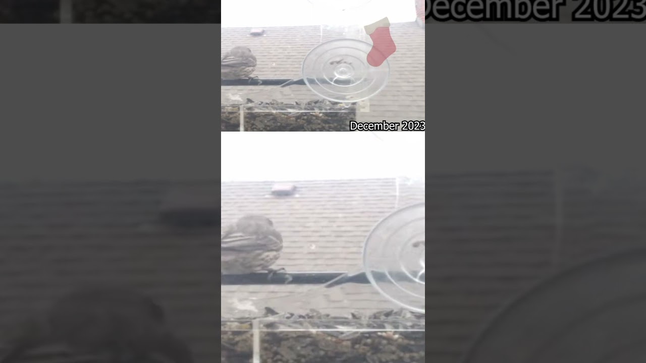 Avian Harmony Unleashed: Palouse Timelapse Extravaganza