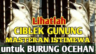  Viral   Masteran Handal Ciblek Gunung  Untuk Semua Burung Ocehan  Kicau Mania