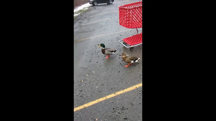 Free range made it to the grocery store.