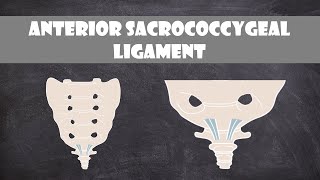 Anterior Sacrococcygeal Ligament | Anatomy