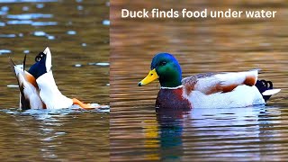 The Hungry Wild Duck Scavenging for Food at Mosvatnet Lake