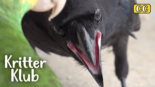 HELP! Survived Crow Causing Trouble Now I Kritter Klub