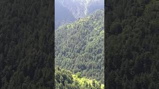 Pine forest of #Galiyyat region #Pakistan Wonderful place for hikers #mountain #leisure #Hiking