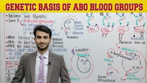 Genetic Basis of ABO Blood Groups |   ABO Blood Group System| Genetics | Inheritance| MDCAT, NCERT