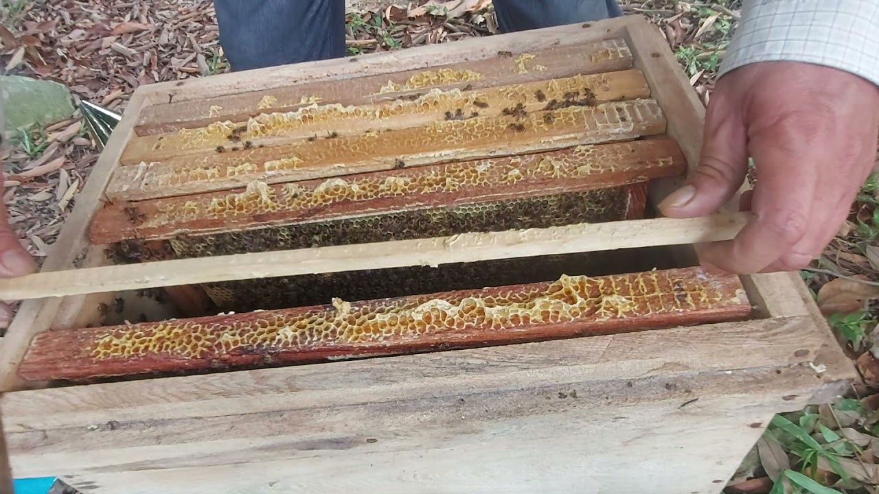 kỹ thuật  kiểm tra  đàn ong sau khi chúa  nở được  5 ngày