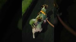 まさはる君が行く ポチたまペット大集合 Youtube まさはる君が行く ポチたまペット大集合 Youtube