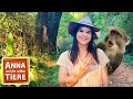 Rambazamba bei den weikehlmeerkatzen  reportage fr kinder  anna und die wilden tiere